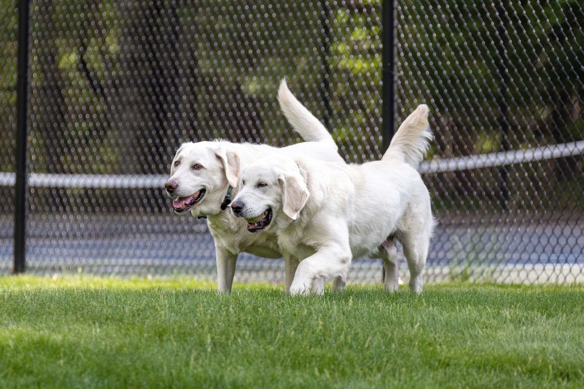 Pet-Friendly in Tampa Bay