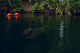 Ellenton scenery