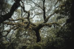 Lutz scenery