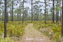 Seminole scenery