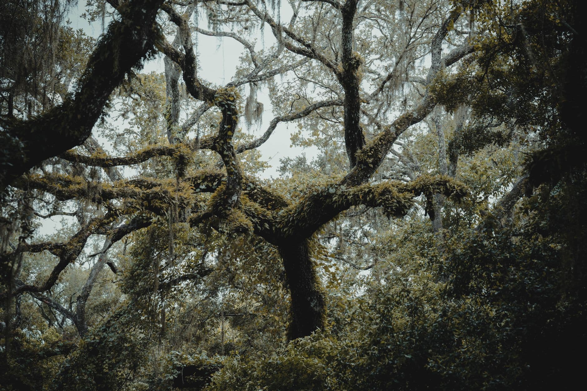 Lutz scenery