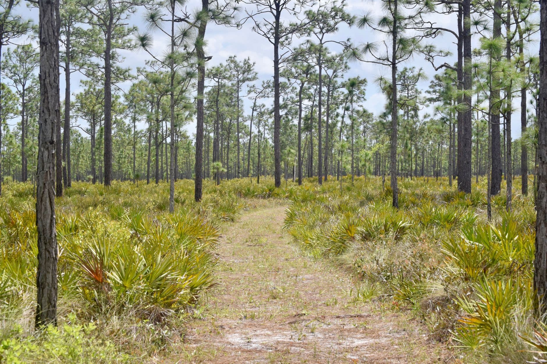 Seminole scenery